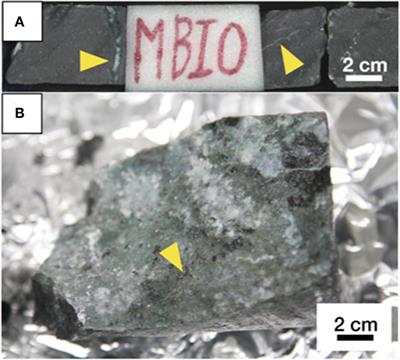 Deep Microbial Colonization in Saponite-Bearing Fractures in Aged Basaltic Crust: Implications for Subsurface Life on Mars